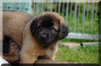 leonberger 009.jpg